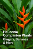 Companion Plants for Heliconias in Australia: Gingers & Bananas