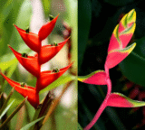 Heliconia in Australia 2025: Growing, Care & Flowering guide