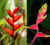 Heliconia in Australia : Growing, Care & Flowering guide