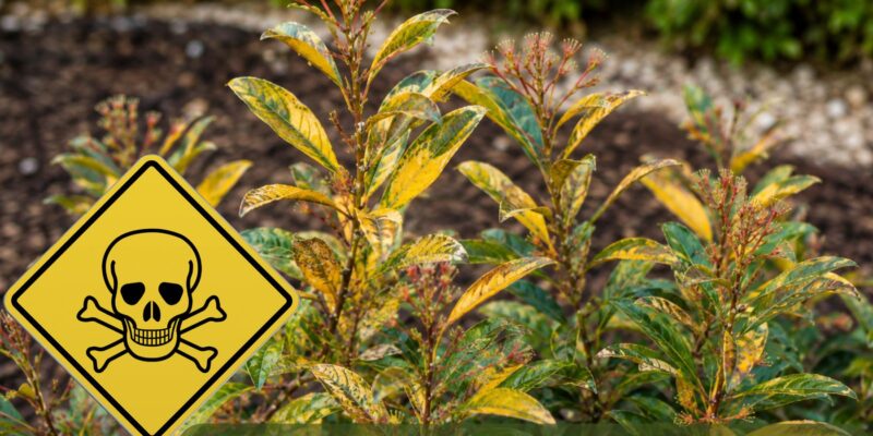 Grevillea Canberra Gem Problems: Yellow Leaves, Dieback & Easy Fixes