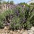 How Much Mulch Do I Need? Calculator & Depth Guide