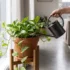 Is Devil’s Ivy a Weed in Australia? Outdoor Growing, Disposal and Environmental Risk