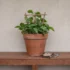 How Often Should You Water Devil’s Ivy in Australia? A Season-by-Season Guide
