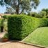 Westringia Hedge Problems Australia: Causes & Fixes