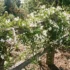 Firewheel Tree Australia: Stenocarpus sinuatus Size, Flowers & Care