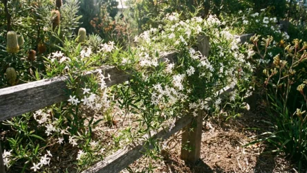 Australian Native Jasmine: Jasminum suavissimum Growing & Care Guide