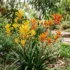 Best Indoor Plants for Australian Homes: Easy-Care Guide