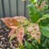 How to Prune a Lilly Pilly Hedge (When, How Often & Hard Pruning) — AU Guide