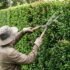 Lilly Pilly Psyllid & Pimple Galls: Why Your Leaves Have Bumps (AU Guide)