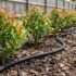 Lilly Pilly Hedge Bare at the Bottom? How to Thicken It Up (AU Guide)