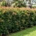 Are Lilly Pilly Roots Invasive? Safety Near Pipes, Paths & Houses (AU)