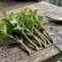 Are Lilly Pilly Roots Invasive? Safety Near Pipes, Paths & Houses (AU)