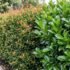 How to Propagate Lilly Pilly from Cuttings (& Seed) — AU Guide