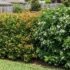 Lilly Pilly vs Murraya: Which Hedge Should You Plant? (AU Guide)