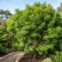 Waterhousea Hedge Problems Australia: Causes & Fixes
