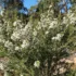 Australian Native Jasmine: Jasminum suavissimum Growing & Care Guide