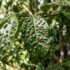 Viburnum Hedge Problems Australia: Causes & Fixes