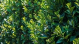 Lilly Pilly Hedge, An Ultimate Guide to Growing Privacy Hedges in Australia