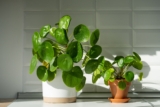 Money Plant: My Journey to Embrace Prosperity