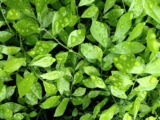 Murraya Hedges in Australia: Best Varieties, Growing Tips & Care Guide 2025