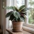 Why Is My Calathea Drooping? Causes & Fixes (Australia)