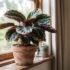 Calathea Brown Tips & Crispy Edges: Australian Fix Guide