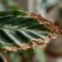 Calathea Leaves Curling? Causes & Fixes Australia