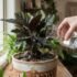 Calathea Brown Tips & Crispy Edges: Australian Fix Guide