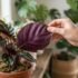 How to Water Calathea in Australia: Complete Guide