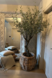 Olive Trees, importance and creative ideas to enhance your surroundings
