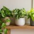 Pothos vs Philodendron: How to Tell Them Apart (Australian Guide)