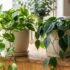 Best Soil & Potting Mix for Pothos (+ When to Repot) — Australian Guide