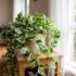 Pothos vs Satin Pothos (Scindapsus): What’s the Difference? — Australian Guide