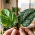 Why Is My Pothos Losing Its Variegation (Turning Green)? — Australian Guide