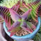 Pagoda Succulent: Creative Ideas, Care Tips and Tricks