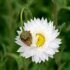 Paper Daisy in Australia: Growing, Caring, and Choosing the Best Varieties