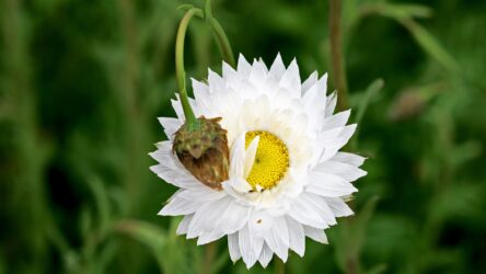 Close-up of paper daisy petals