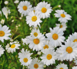 Paper Daisy in Australia: Growing, Caring, and Choosing the Best Varieties