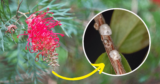 Why Your Grevilleas Are not Flowering (But Your Banksias Are): Easy Fixes for Aussie Gardens