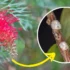 Hakea Laurina Care in Australia: The Complete Growing & Landscaping Guide (2025)