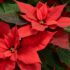 How to Clean Artificial Flowers, Effective Cleaning Ideas