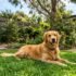 How Often to Water Your Garden in an Aussie Summer