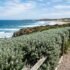 How Much Does It Cost to Plant a Hedge? (Australia)