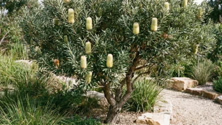 Silver Banksia (Banksia marginata): Size, Flowers and Growing Guide for Australian Gardens