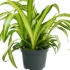 Artificial Ferns: A Guide How to Decor Indoors/ Outdoors & Events
