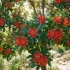 Carissa ‘Desert Star’ Australia: Natal Plum Hedge, Fruit & Care Guide