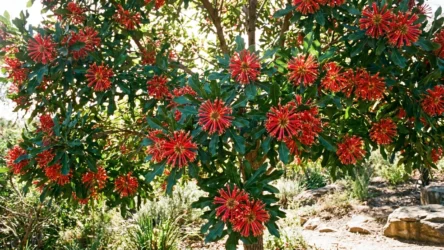 Firewheel Tree Australia: Stenocarpus sinuatus Size, Flowers & Care
