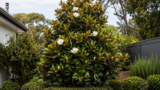 Why Is My Teddy Bear Magnolia Not Flowering? Age, Light, Pruning and Bud Problems