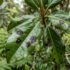 Rusty, Black or Velvety Spots on Magnolia Leaves: Algal Spot, Sooty Mould or Scorch?