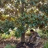 When and How to Prune Teddy Bear Magnolia in Australia